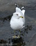 Goéland à bec cerclé, Larus delawarensis