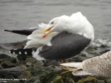 Goland brun, Larus fuscus graellsii