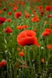 _MG_0199 poppies.jpg