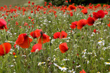 _MG_0240 poppies.jpg