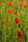 _MG_0265 poppies.jpg