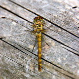 _MG_0532 brownsea island.jpg