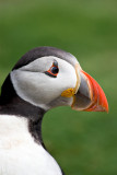 _MG_6315 skomer.jpg