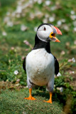 _MG_6387 skomer.jpg