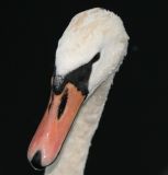 Swan2