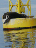 Sea Lion on TB Buoy Puget Sound