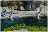 feeding time for Beluga Whales