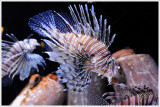 Lionfish