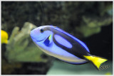 Regal Tang ... Dory in Finding Nemo