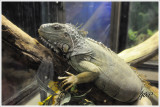 Iguana