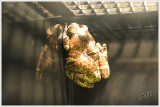 Milk Frog