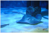 Stingray