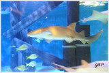 Nurse Shark