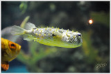 Puffer Fish