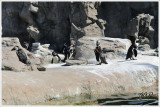 African Penguins like warm weather.