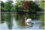 swan in the garden
