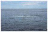 bubbles created by the whale to encircle the fish