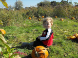 The pumpkin patch at Summers Farm fall fest.