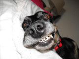Smiley dog!