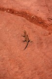 Northern Plateau Lizard, Canyonlands National Park, Moab, UT