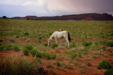 Horses, AZ near UT Border