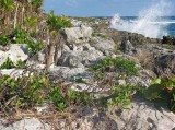 Xel-Ha 11