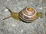 Snail and Hitchhiker, Toronto