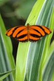 Cambridge Butterfly Conservatory, Cambridge, Ontario