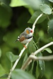 Zebra Finch, Cambridge Butterfly Conservatory, Cambridge, Ontario