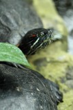 Turtle, Cambridge Butterfly Conservatory, Cambridge, Ontario