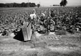 Harvesting Tobacco, Leamington, Ontario