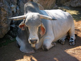 Bull, Xcaret, Mexico