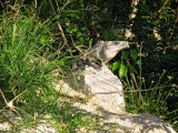 Another Iguana, Xcaret, Mexico