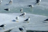 Gulls On Ice, Niagara Falls, Ontario
