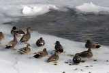Mallard Ducks On Ice, Niagara Falls, Ontario