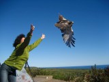 Red-tailed Hawk