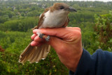 Black-billed Cuckoo