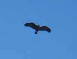 Adult Golden Eagle through spotting scope