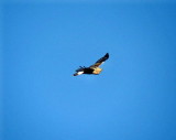 Rough-legged Hawk looking up