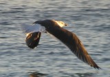 Great Black-backed Gull in flight