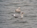 Thayers Gull - Adult