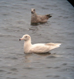 Glaucous Gull