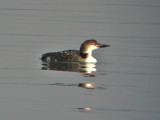 Common Loon