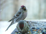 Common Redpoll - strike a pose