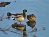 Mallard couple