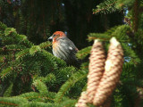 White-winged Crossbill