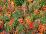 St. Peters Dome fall colors