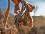 Goldenrod... frosted greens