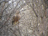 Swainsons Hawk (intermediate morph)