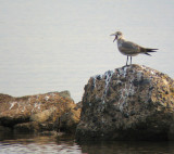 Laughing Gull (1st winter bird, molting into spring plumage)